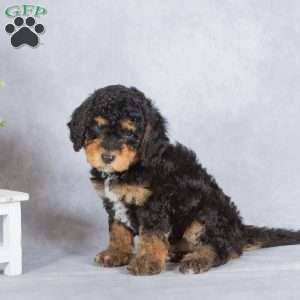 Shadow, Miniature Poodle Puppy